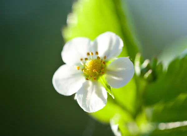 야생 딸기 꽃 — 스톡 사진
