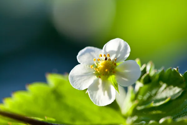 Wild strawberry blossoming — Stock Photo, Image