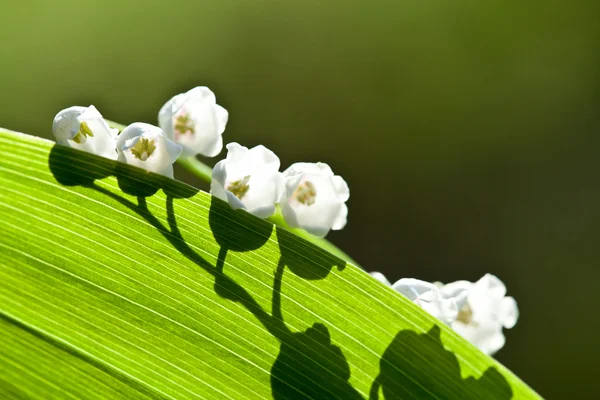 Blooming lily of the valley — Stock Photo, Image