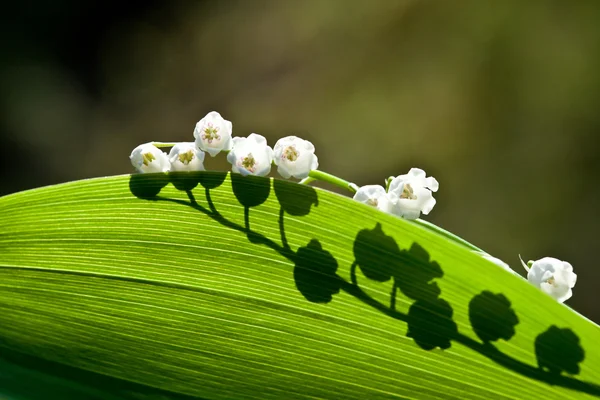 Blühende Maiglöckchen — Stockfoto