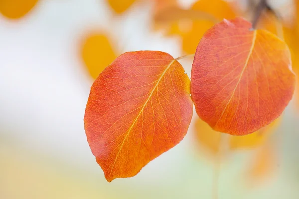 Bright beautiful leaves — Stock Photo, Image