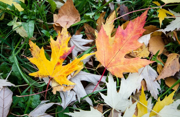 Bright beautiful leaves — Stock Photo, Image