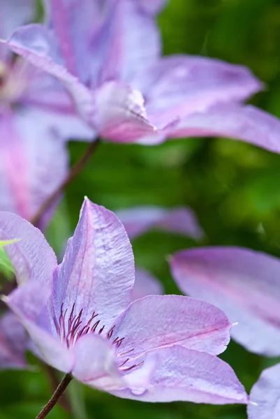 Flowers of purple clematis — Stock Photo, Image