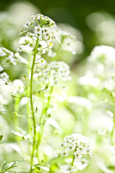 Gros plan sur les fleurs d'hortensia — Photo