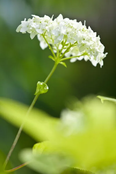 Hortensia tegen groene achtergrond — Stockfoto