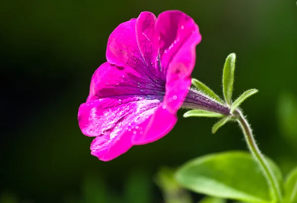 Prachtige Violette petunia — Stockfoto