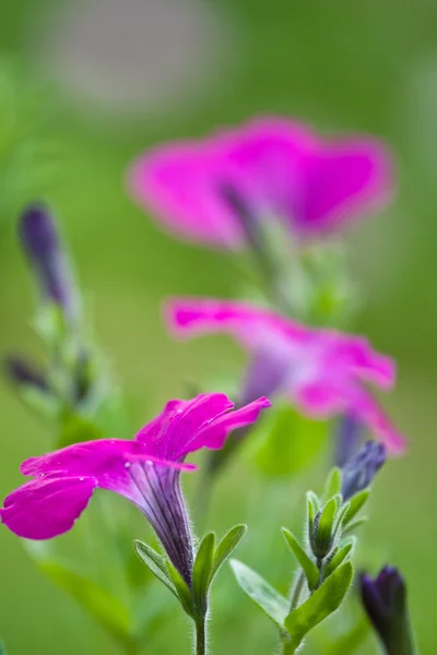 Hermosa petunia violeta —  Fotos de Stock