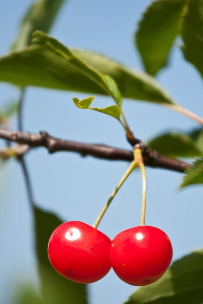 Ciliegie rosse dolci — Foto Stock