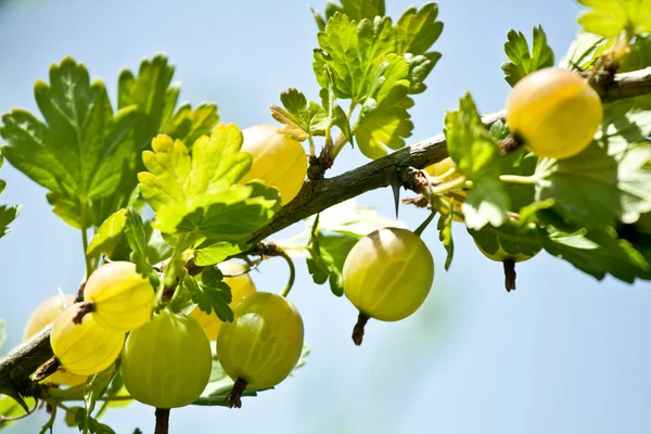 Close-up of gooseberry branch — Stock Photo, Image