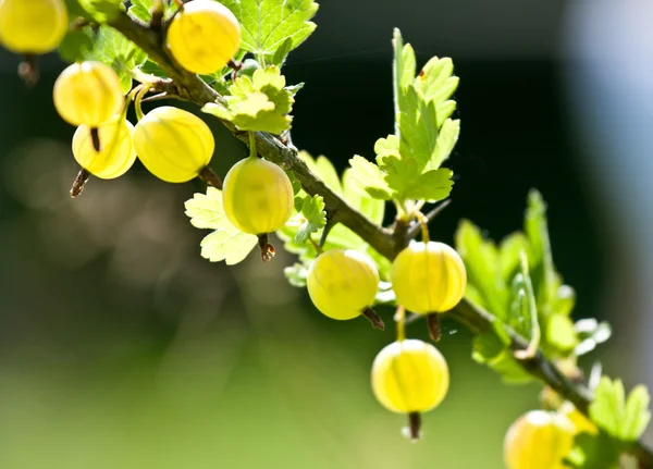 Close-up of gooseberry branch — Stock Photo, Image