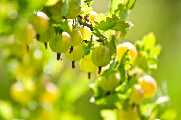 Close-up of gooseberry bush — Stock Photo, Image