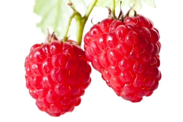 Reife süße Himbeeren — Stockfoto