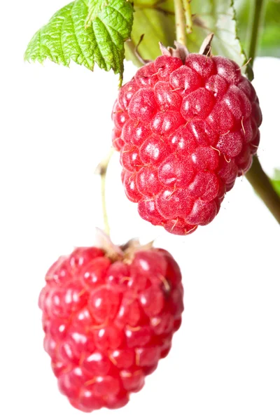 Frambuesas maduras dulces —  Fotos de Stock