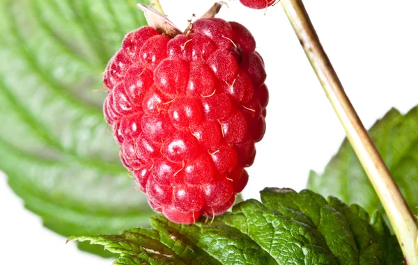 Nahaufnahme von reifen Himbeeren — Stockfoto