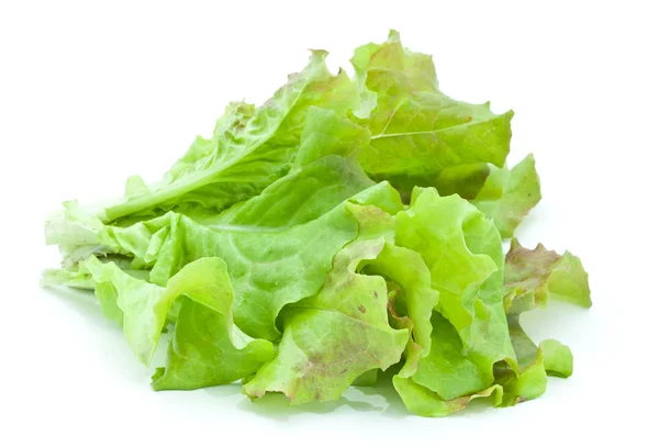 Close-up of fresh lettuce — Stock Photo, Image