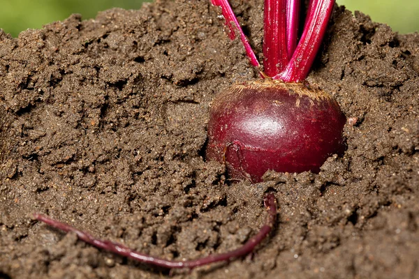 Suikerbieten groeien in de bodem — Stockfoto