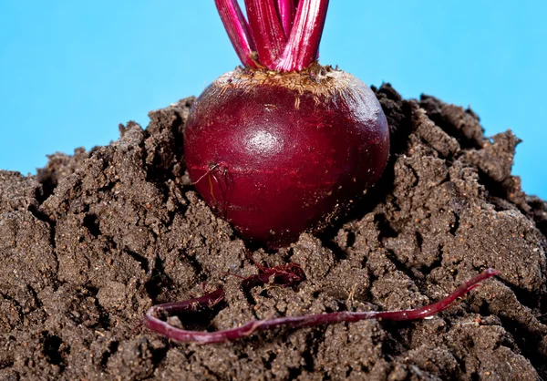 Suikerbieten groeien in de bodem — Stockfoto