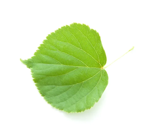 Green leaf of a lime — Stock Photo, Image