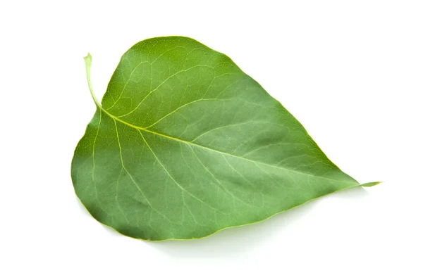 Close-up of lilac leaf — Stock Photo, Image