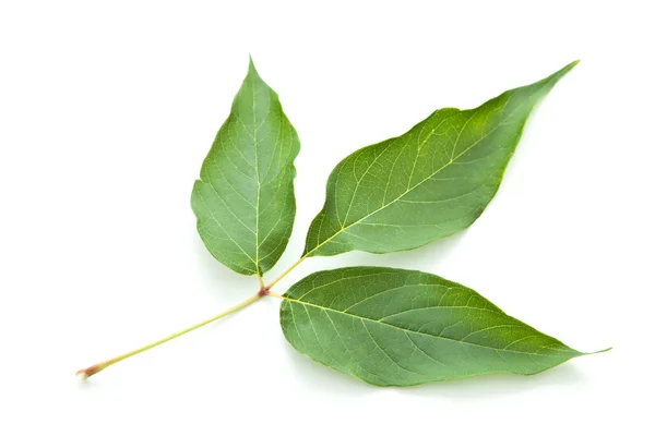 Folha verde de uma cinza — Fotografia de Stock