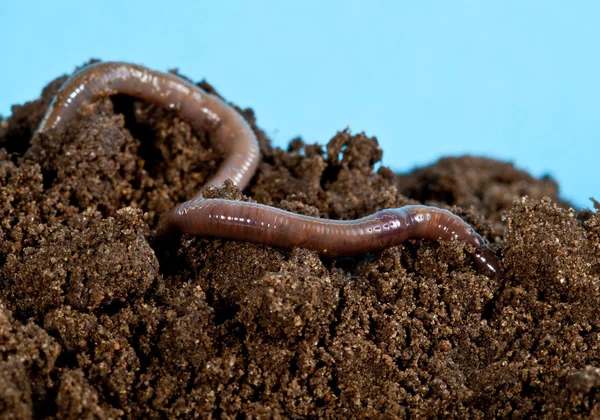 Earthworm in a heap of soil — Stock Photo, Image