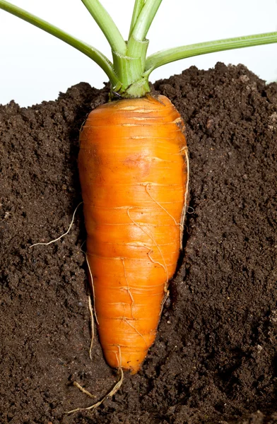 Wortel groeien in de bodem — Stockfoto