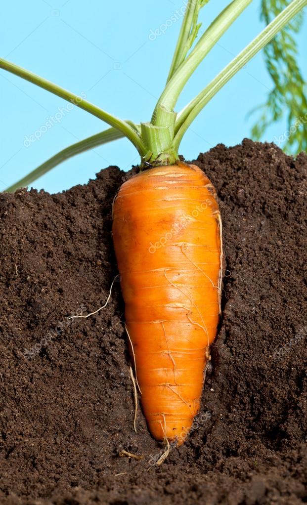 Carrot growing in soil Stock Photo by ©zestmarina 81254788