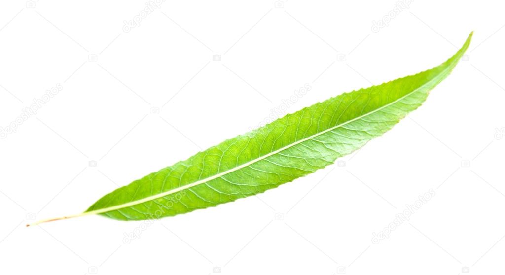 Green leaf of a willow