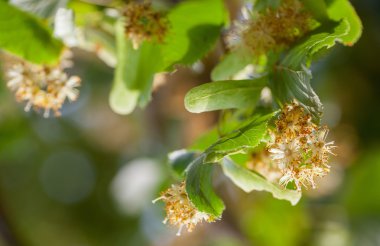 Güzel kireç çiçeği