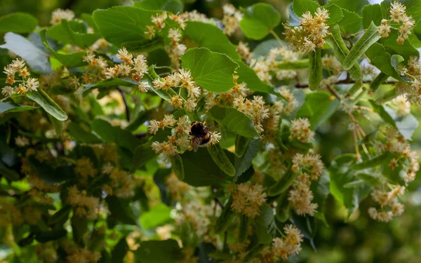 Beautiful lime blossom — Stock Photo, Image