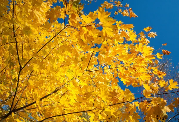 Fragment of autumn trees — Stock Photo, Image