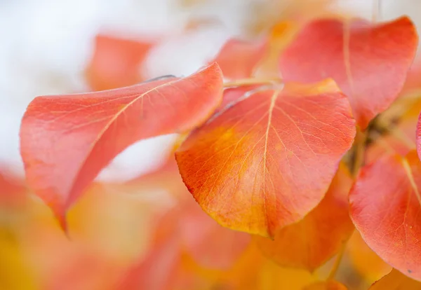 Bright autumn landscape — Stock Photo, Image