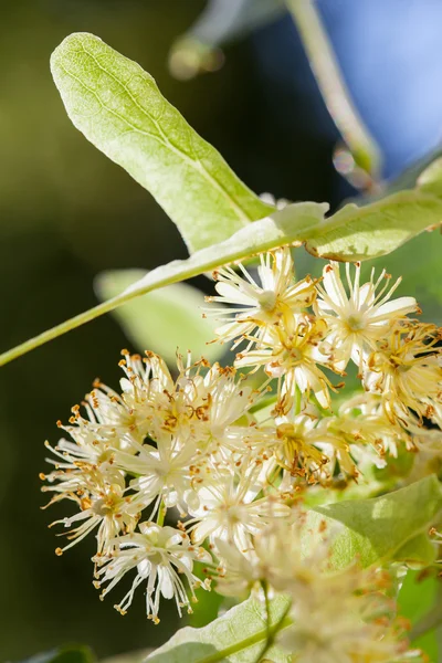 Beautiful lime blossom — Stock Photo, Image