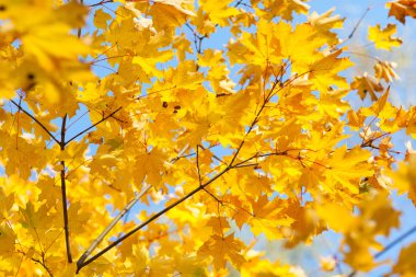 Sonbahar ağaç parçası 