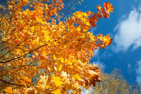 Fragment of autumn trees — Stock Photo, Image