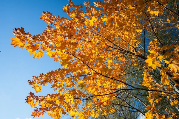 Sonbahar ağaç parçası — Stok fotoğraf