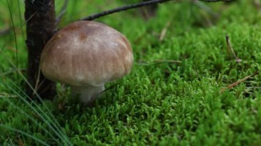 çörek ormandaki tespit adam