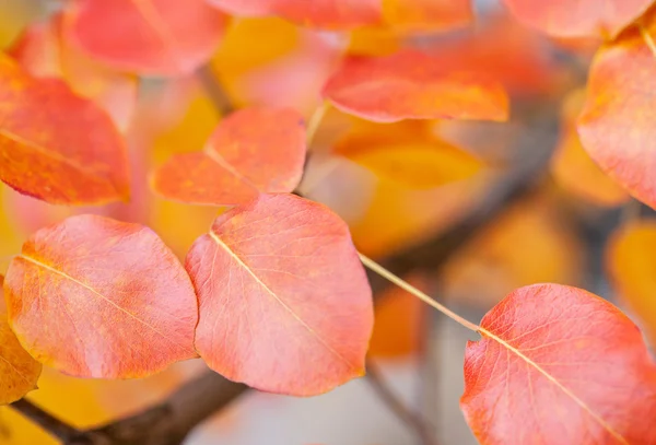 Beautiful orange leaves — Stock Photo, Image