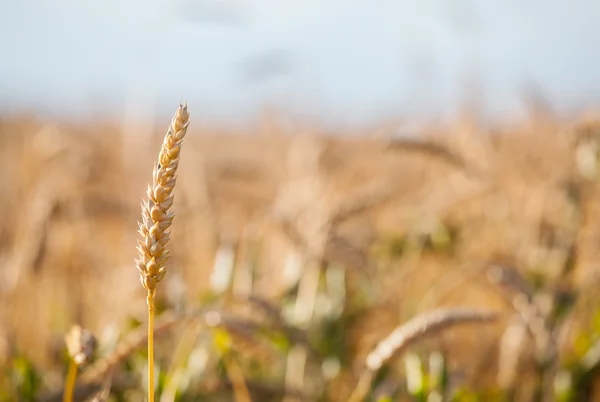 Ear wheat close up — Stock Photo, Image