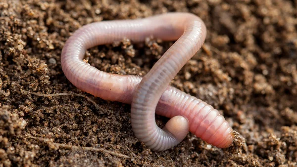 Earthworm in soil  close up — Stock Photo, Image