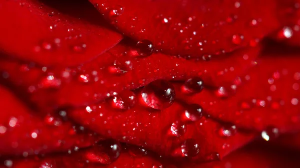 Rose with drops of water — Stock Photo, Image