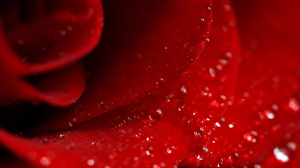 Rose with drops of water — Stock Photo, Image