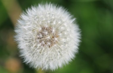 Beyaz karahindiba yaklaş.