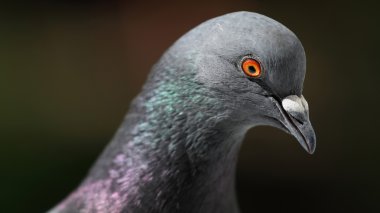 Güvercin Columba livia