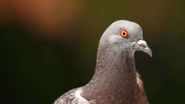 Güvercin Columba livia