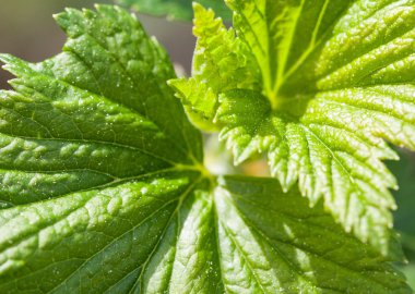 Genç frenküzümü fidanları