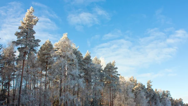 Schneebedeckte Nadelbäume — Stockfoto