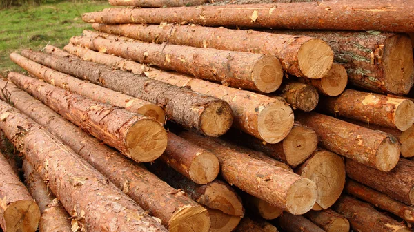 Wooden Logs on green grass — Stock Photo, Image