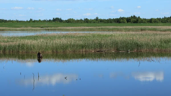 Summer view on lake — Stock Photo, Image