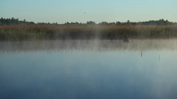 Ομίχλη το πρωί πάνω από τη λίμνη — Φωτογραφία Αρχείου